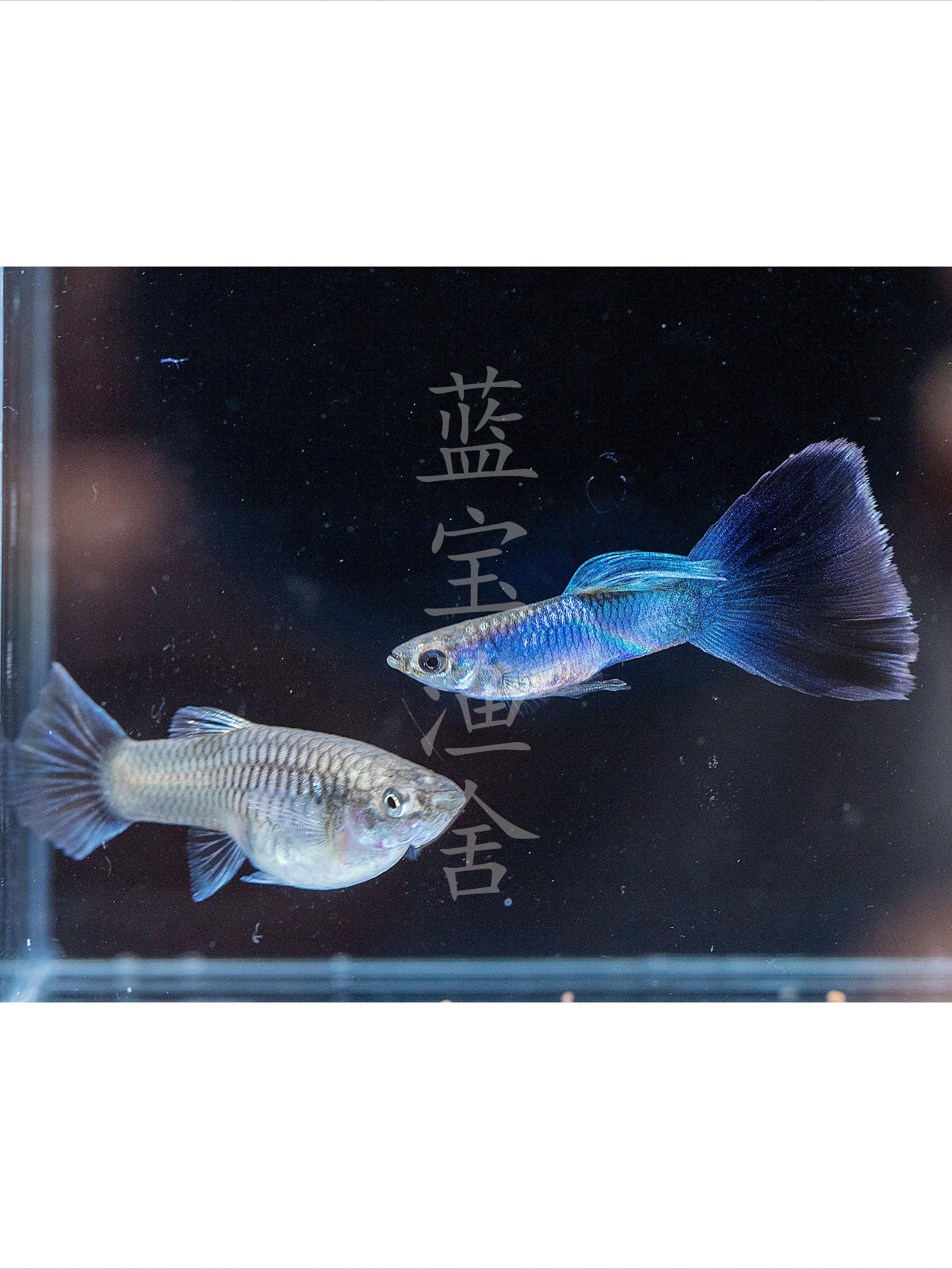 辛伽蓝孔雀鱼大尾巴成年体好养耐活热带淡水观赏鱼