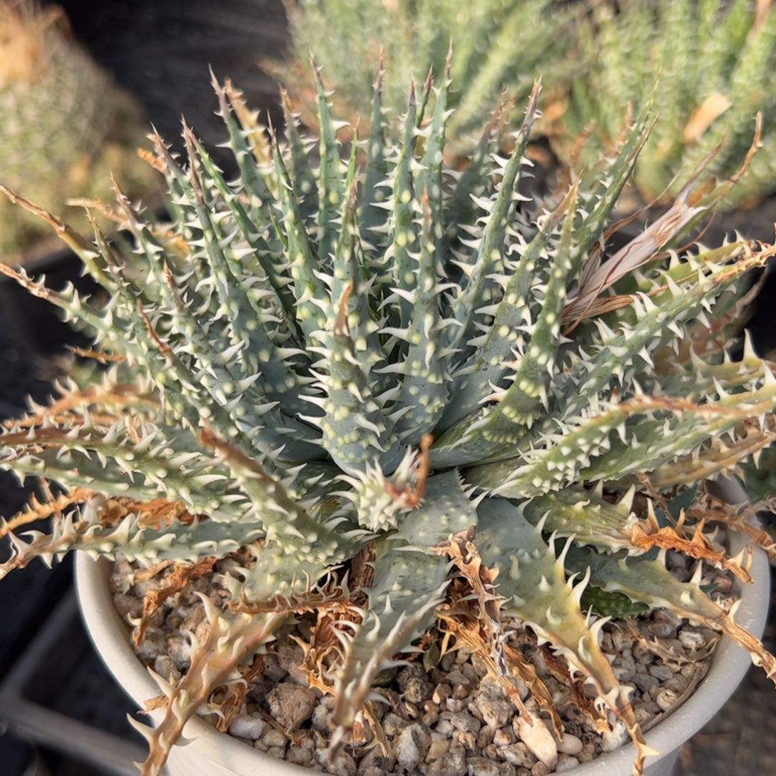 实生深海阎王芦荟 脱土发货