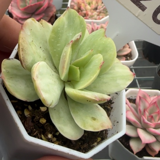 26碧桃锦一物一拍多肉