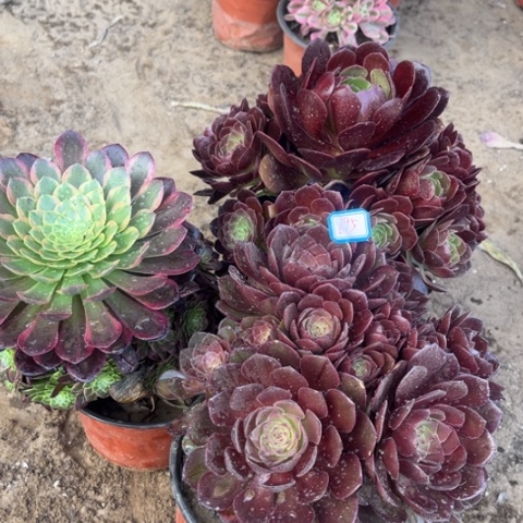 695多肉植物组合