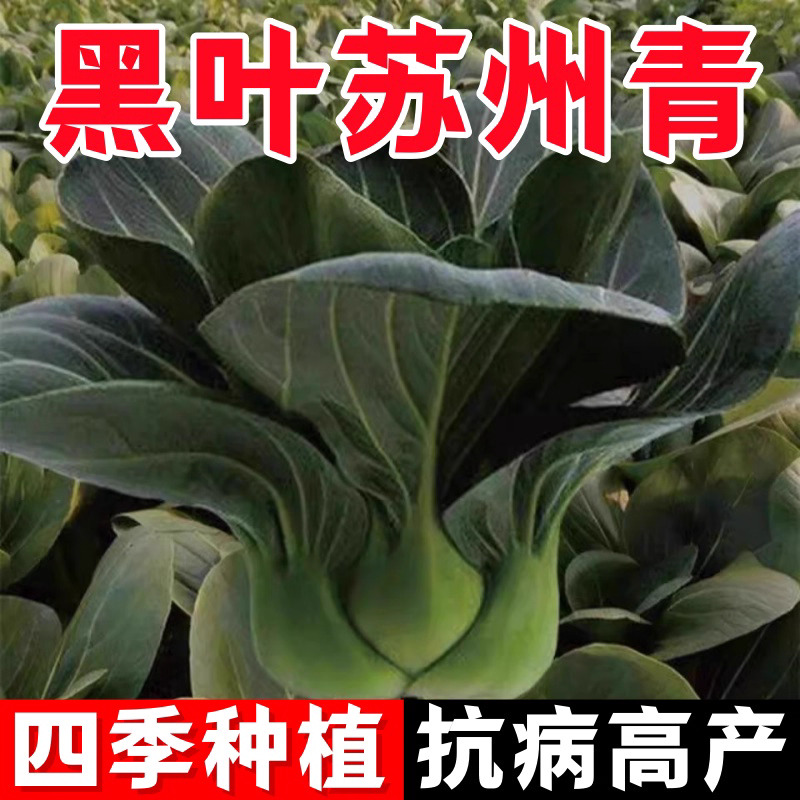 【全店满5包包邮】黑大头叶苏州青种子适合阳台种植青菜蔬菜种子