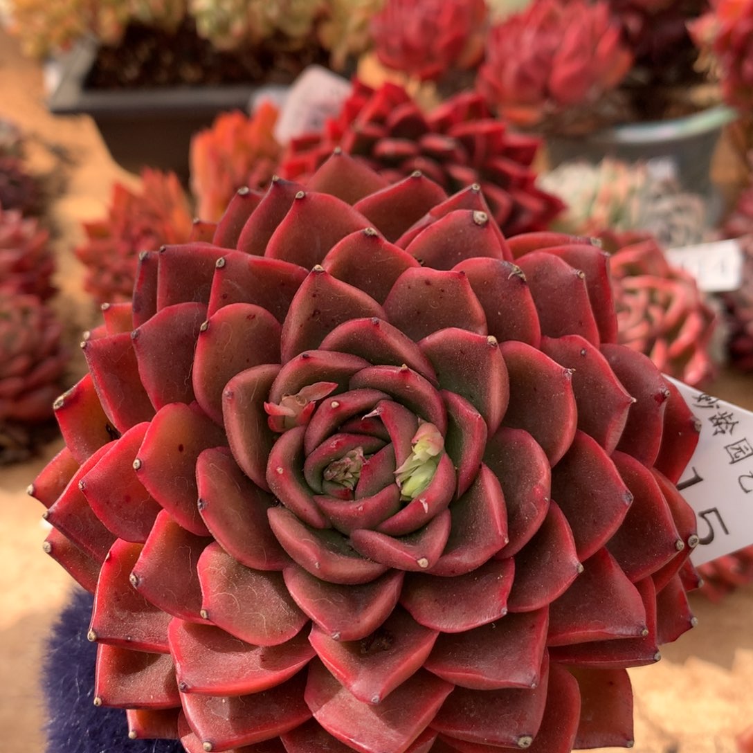 6415新年快乐发发发