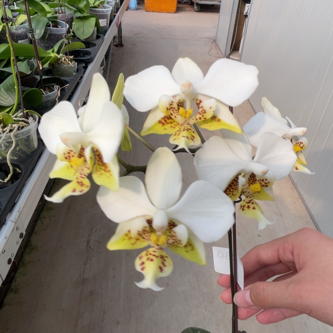 完全开放香白史-1280-浓香浓香浓香