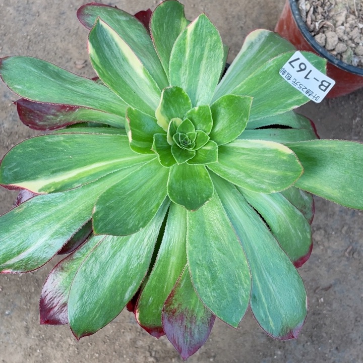 167魅影七彩多肉12345678