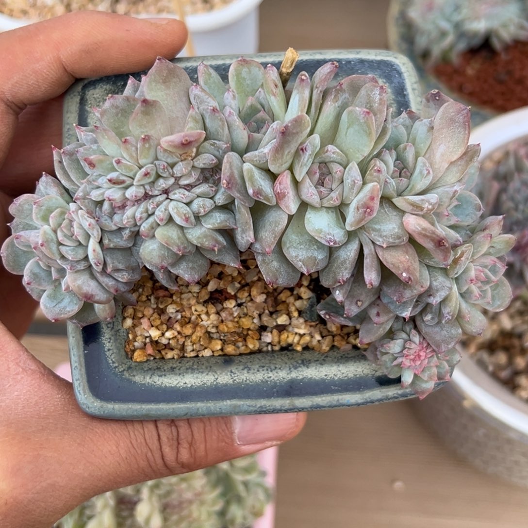 新年快乐 新年快乐