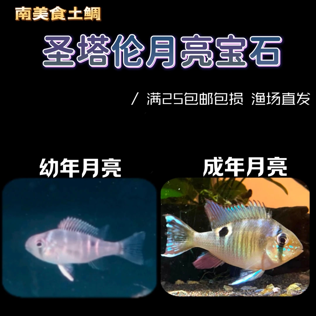 【精品食土鲷】圣塔伦月亮宝石 南美热带鱼