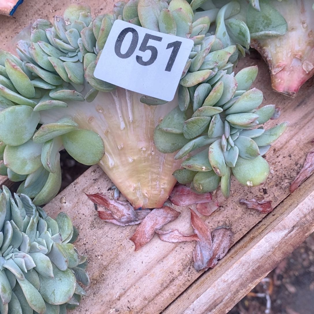 水****51 白凤缀瑕疵哇哇哇