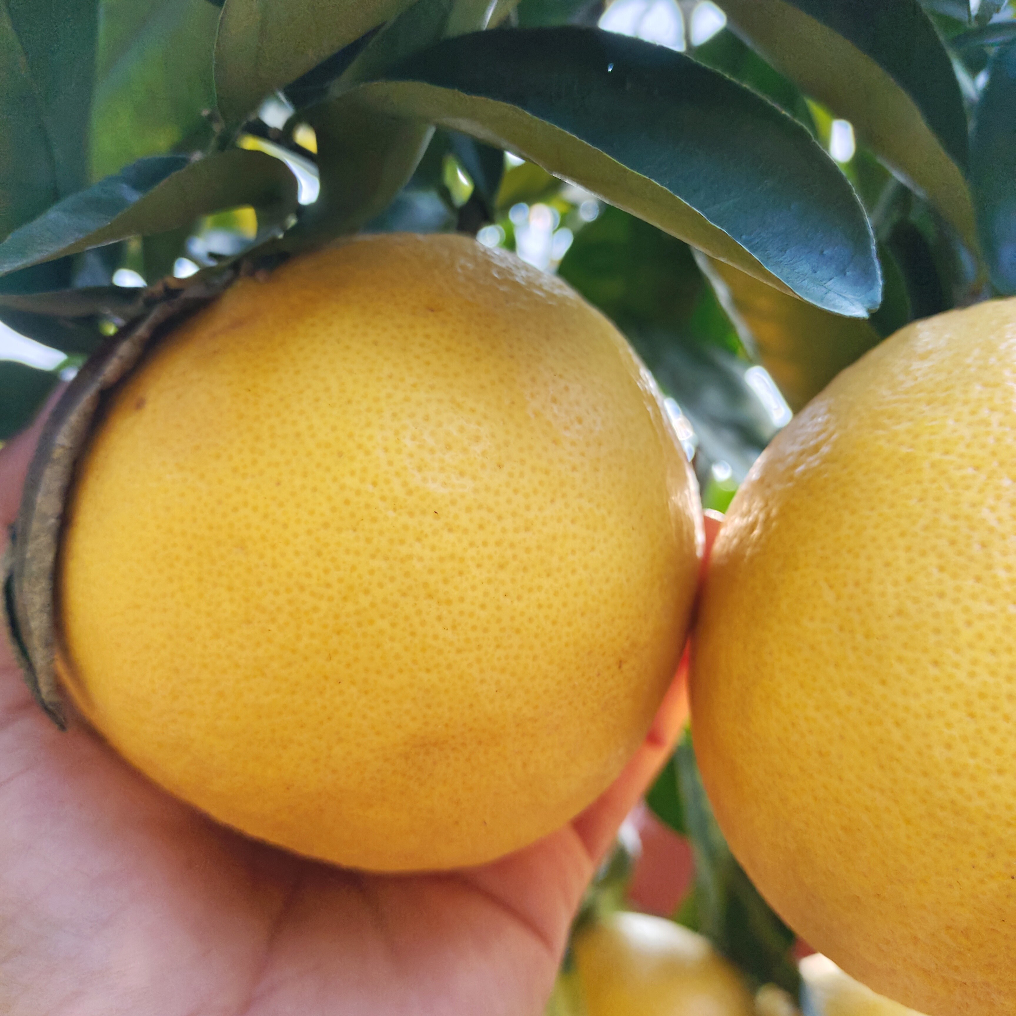 弋阳朱坑苹果柚基地现摘顺丰包邮新鲜水果