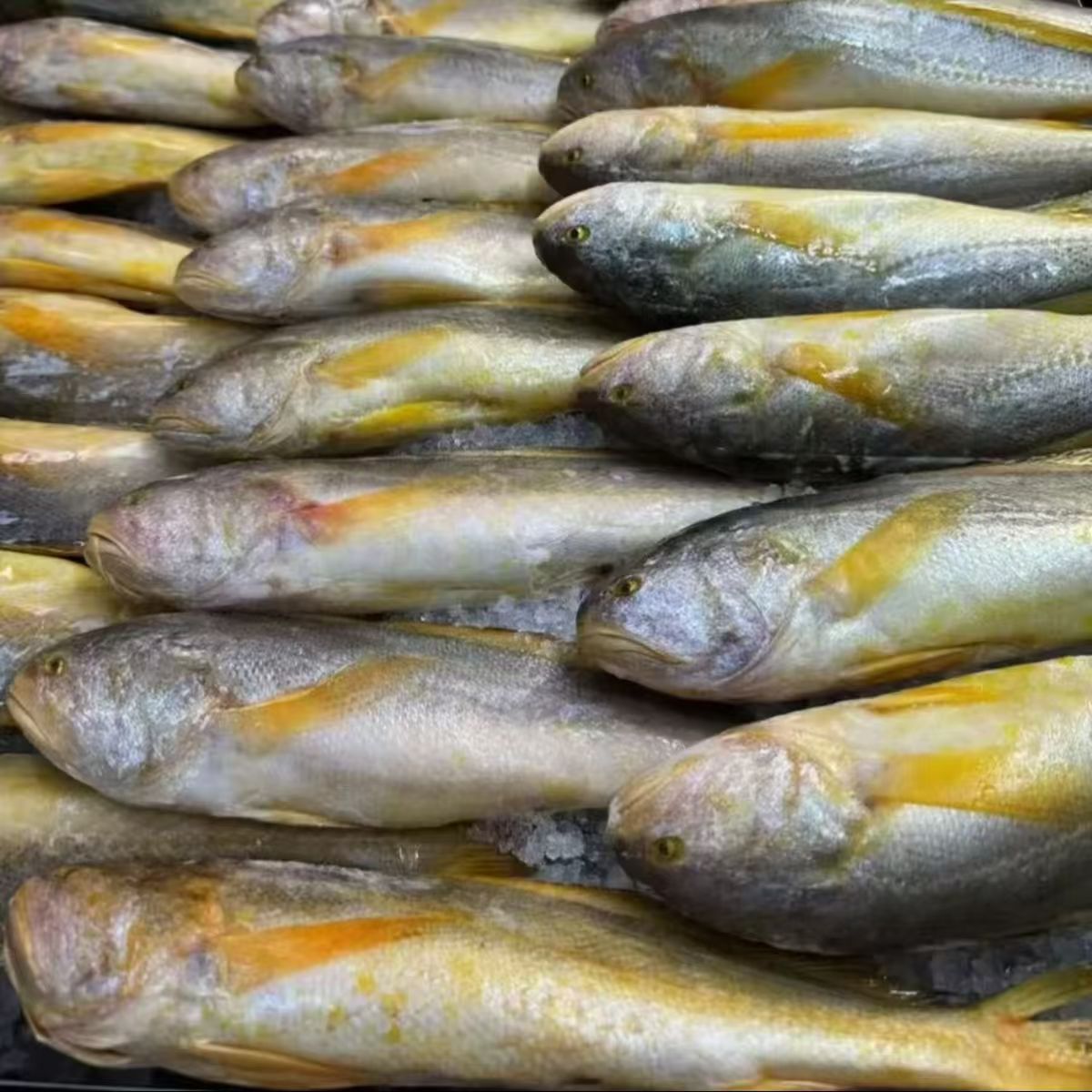 【5条】深海黄鱼 每条1.2斤左右  当天海捕锁鲜顺丰冷链发货 