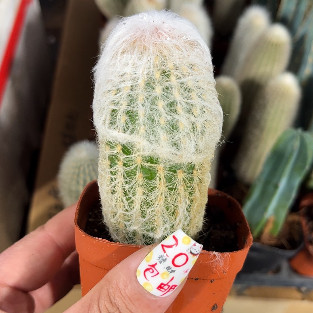 老头了单头发货有根发货