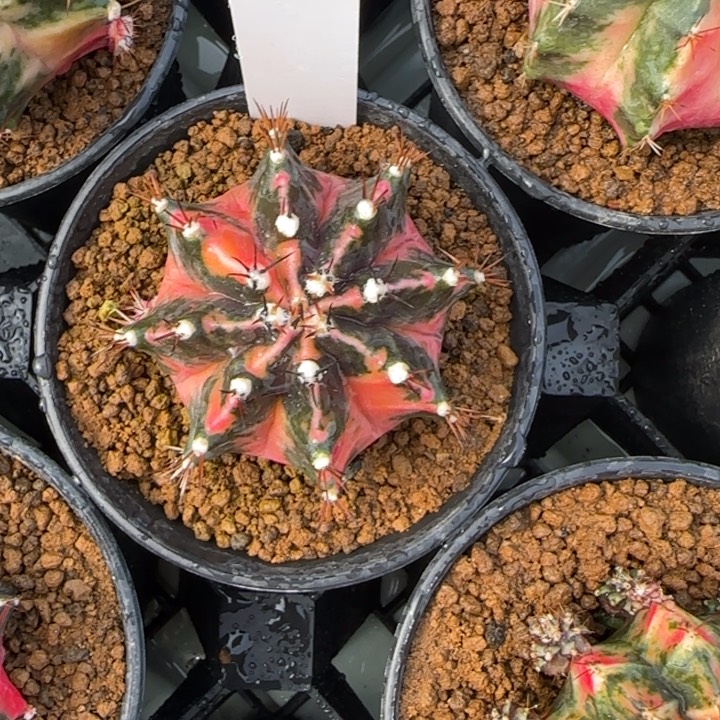 61-0208消防员脱土发多肉