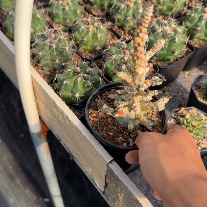 迷****巨流桑带盆发货。 