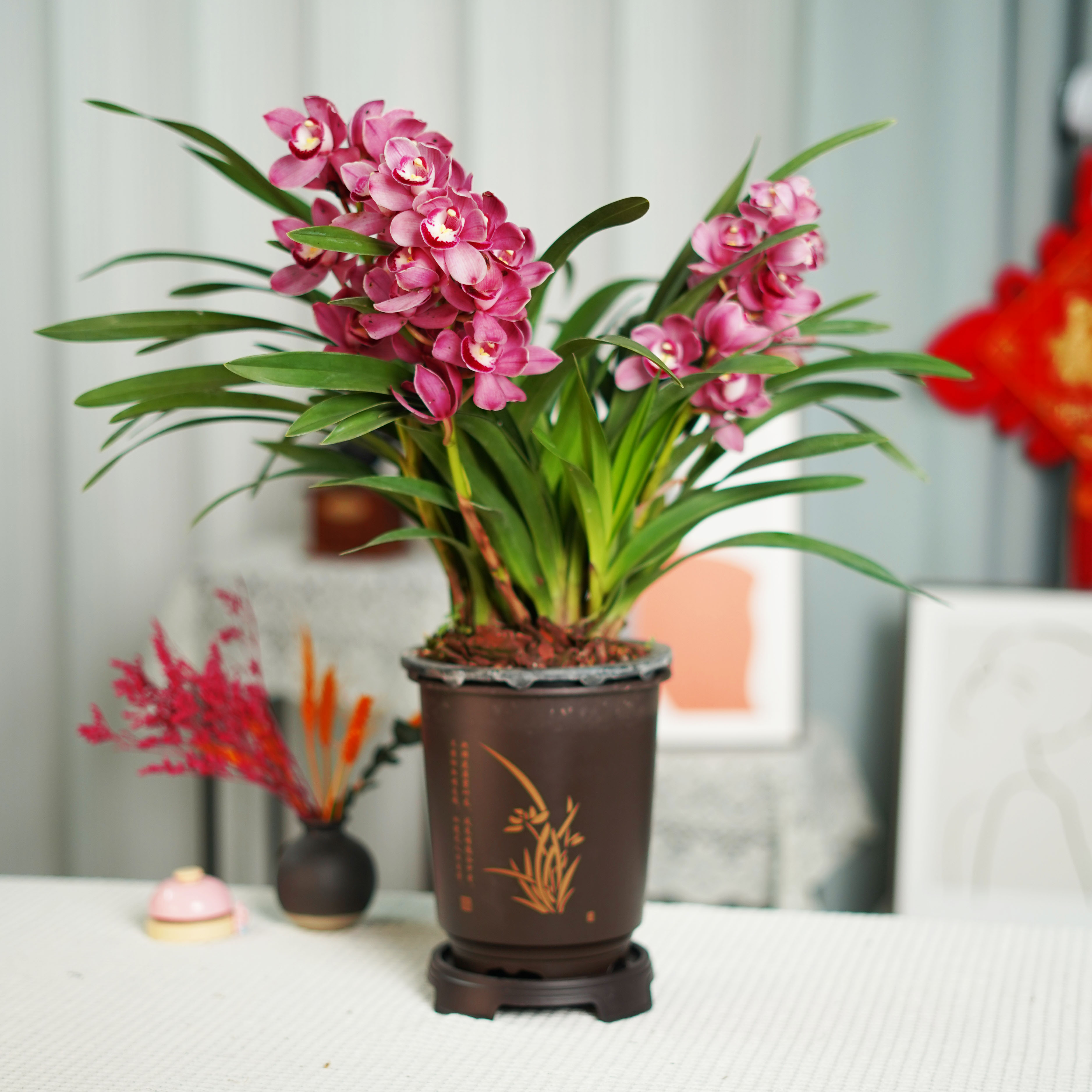 【京东包邮】大花惠兰红宝石兰花带花苞带国风圆盆发货