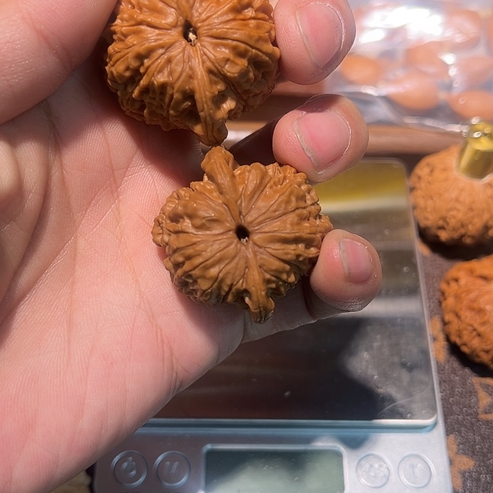 核桃全品无修血麒麟