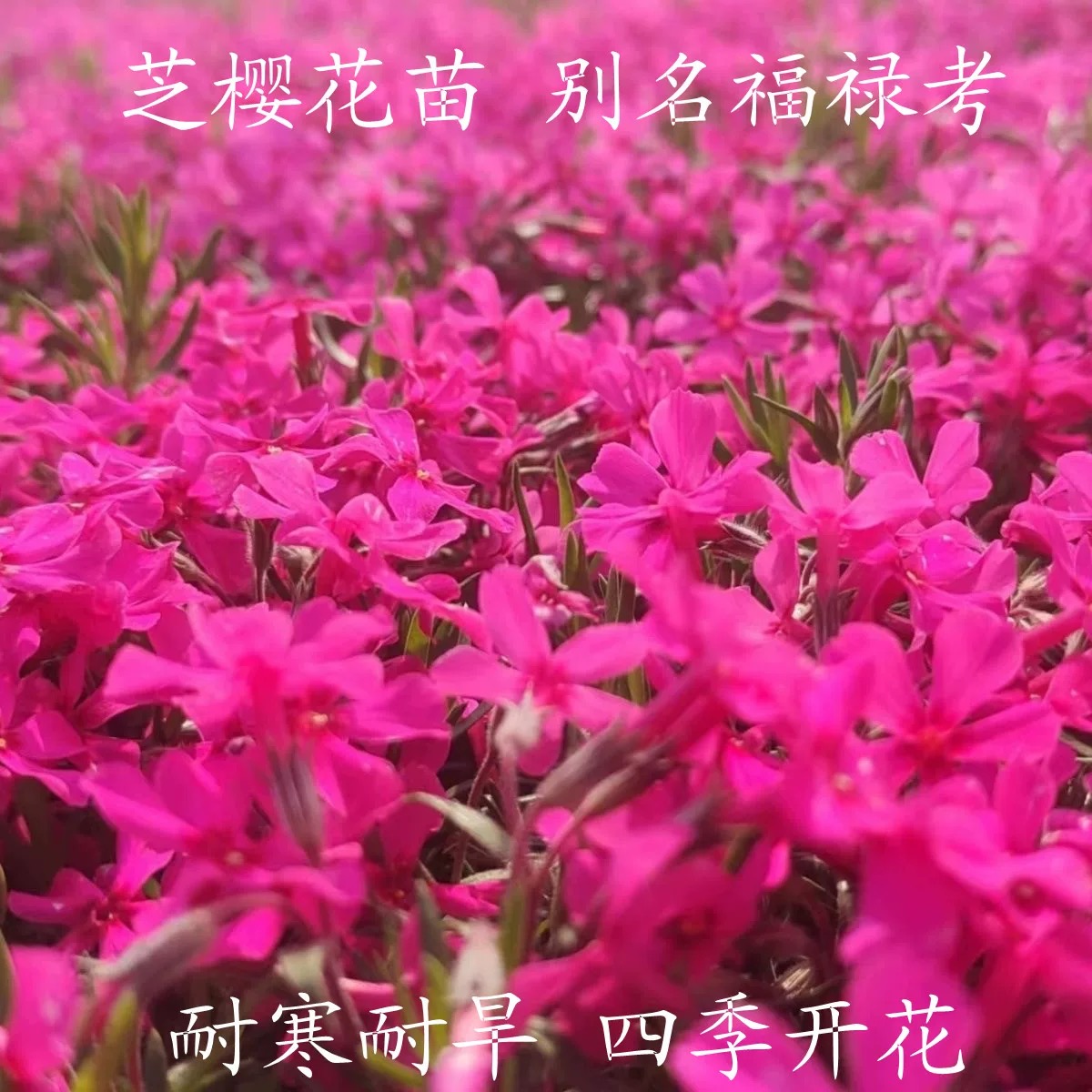芝樱花苗四季开花草坪多年生耐寒耐旱庭院盆栽绿化宿根