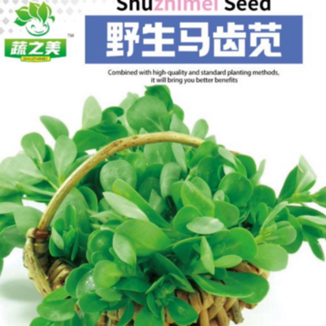 野生马苋菜蔬菜孑苋菜秋季青菜菜籽