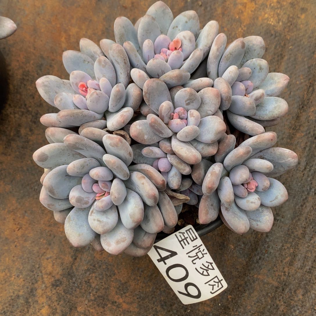 409星悦多肉植物