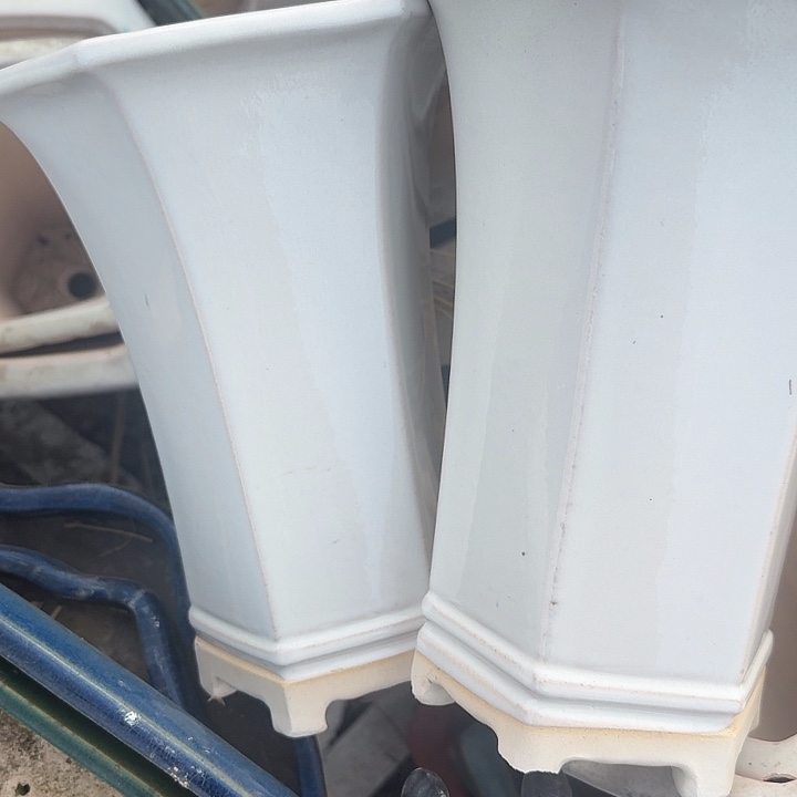 紫砂花香中含有极低热量可