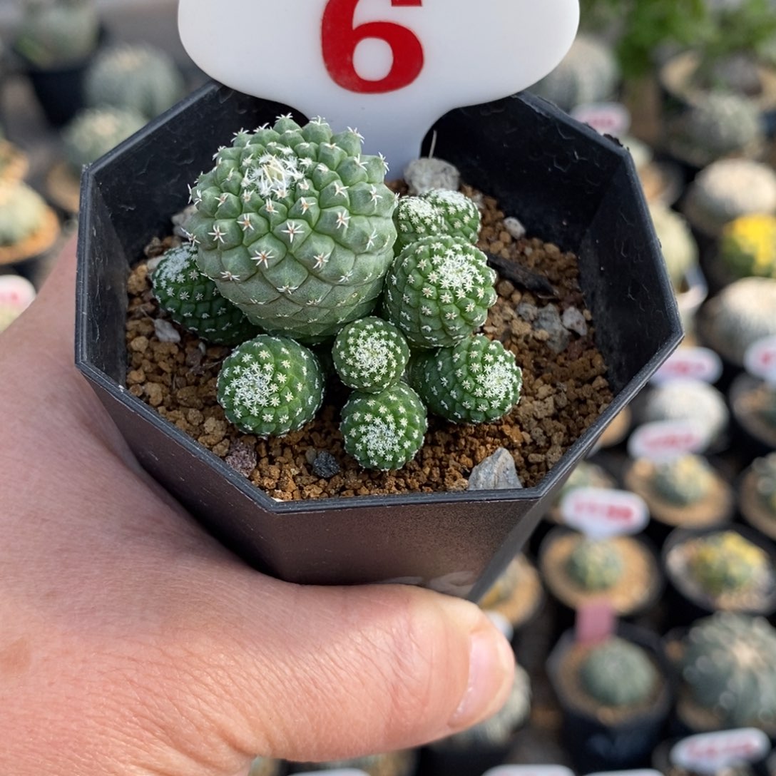 6多头菊水福利福利