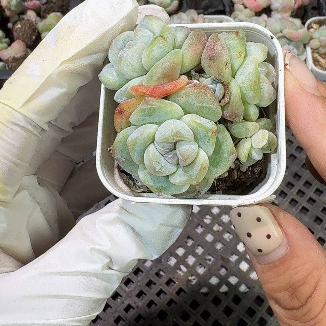 32 号到手1框～一物一拍