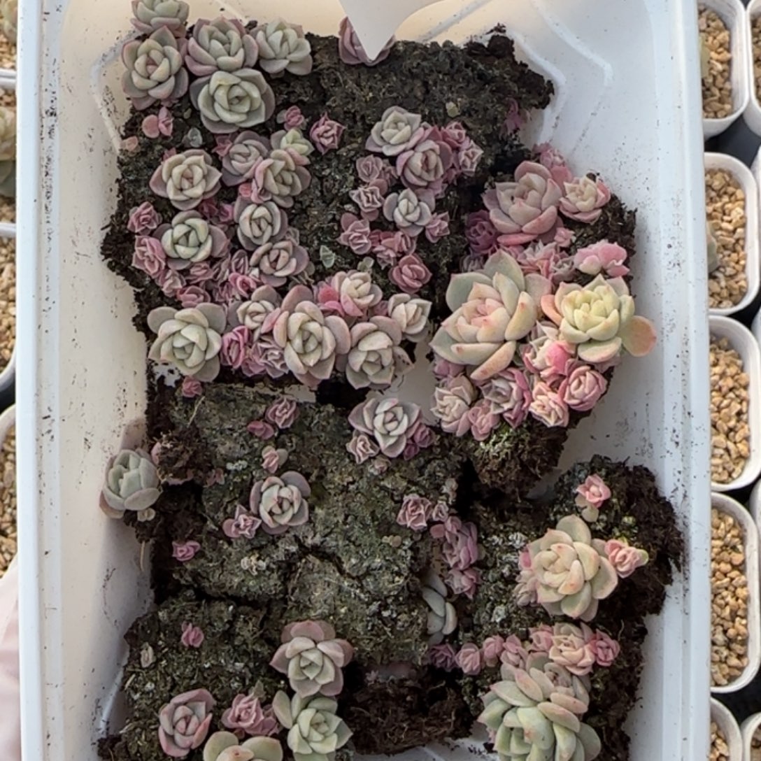 42 号王者系列多肉一盒