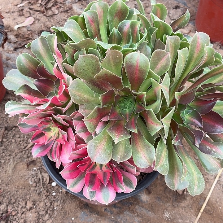 粉女巫阴阳脸一棵脱土发货