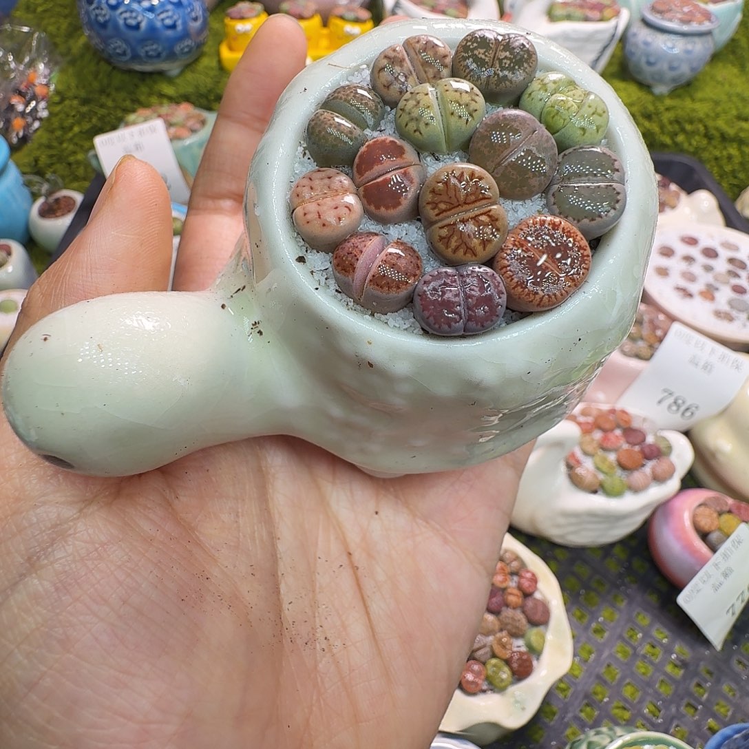 多肉植物福利冲794