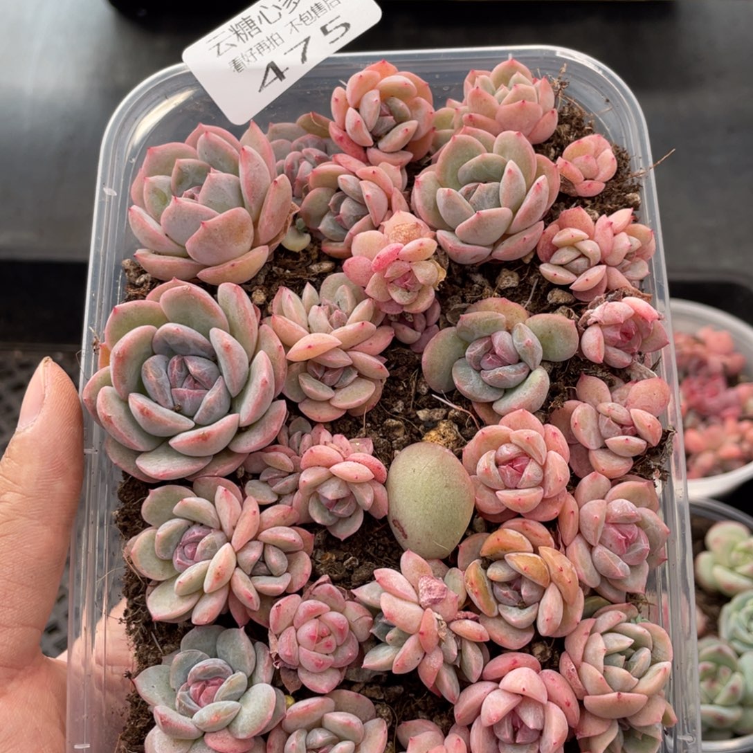 云糖心多肉植物475