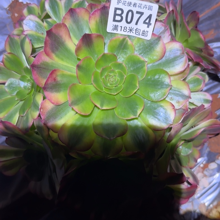 多肉法师淘宝福利