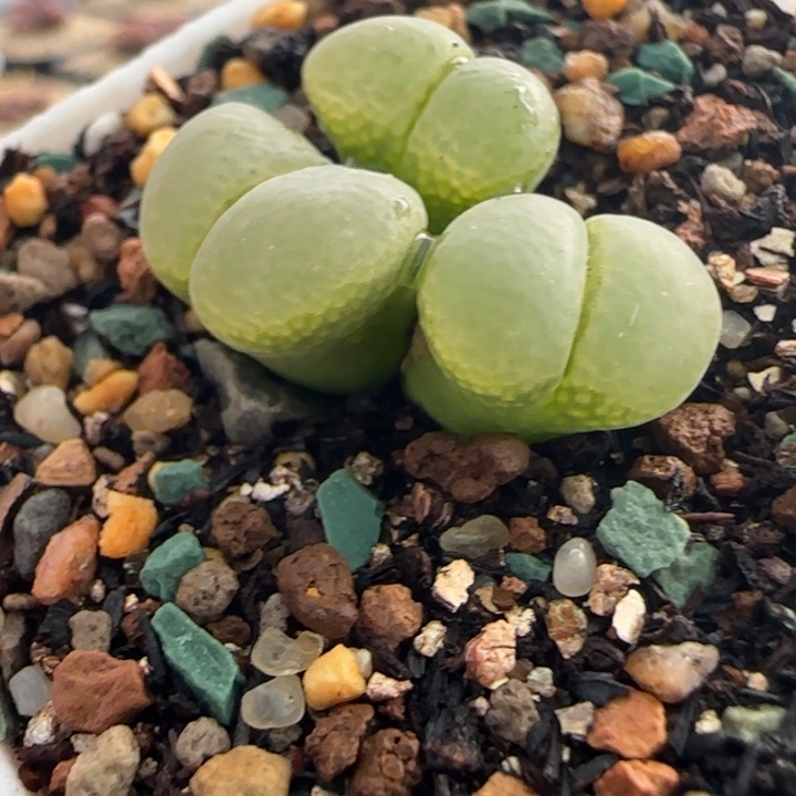多肉植物绿体翻窗20号