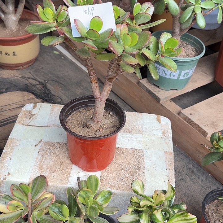 一****当前无花栽培后可以开花韩国紫叶25