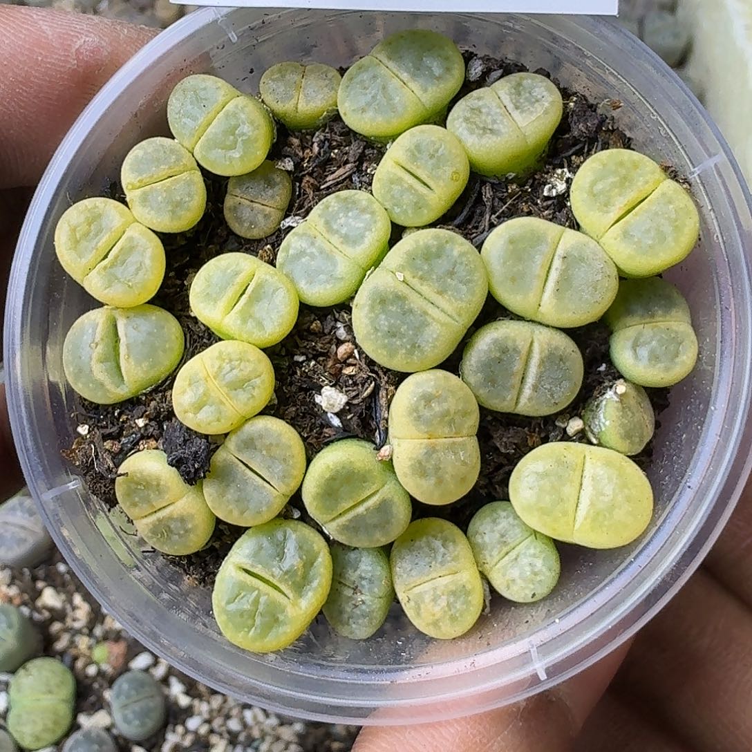 2601 哈哈哈哈哈哈