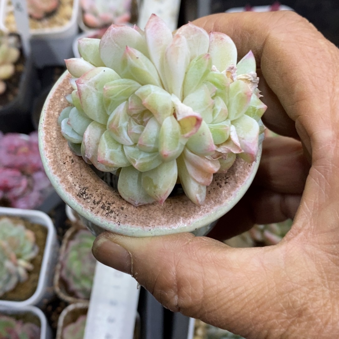 精品多肉一物一拍不包整307