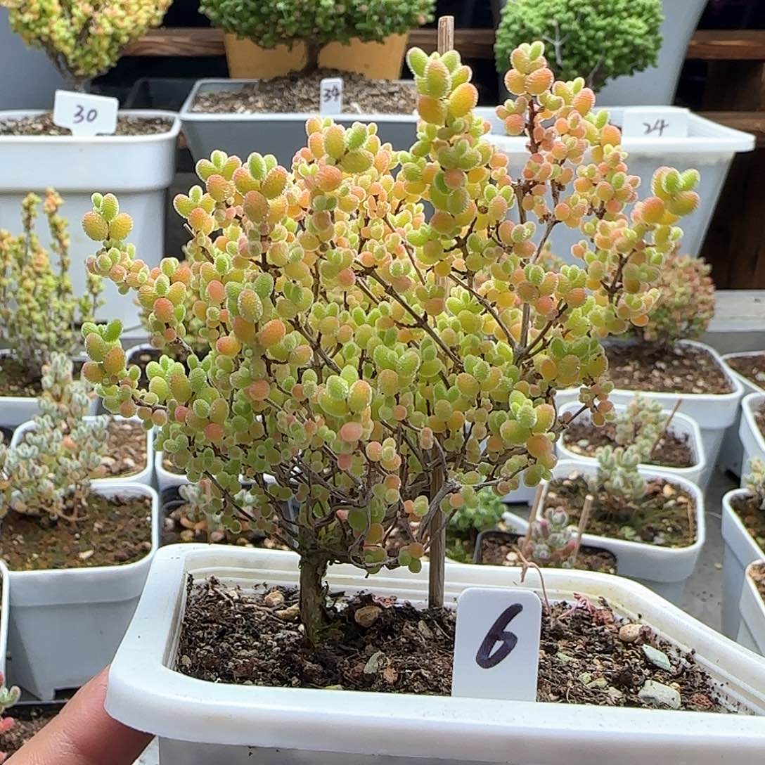 福利款蜜橘糖球。。