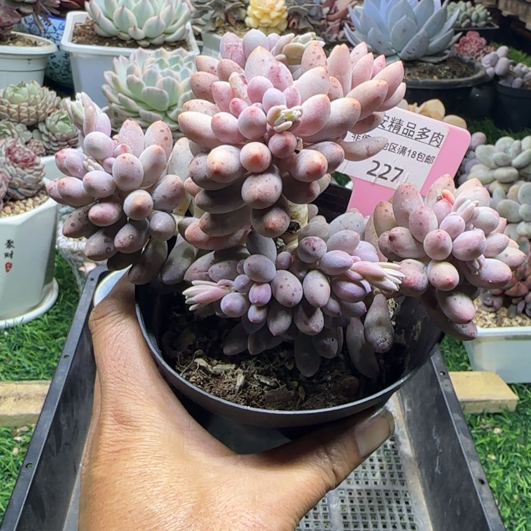 锦安精品多肉植物227