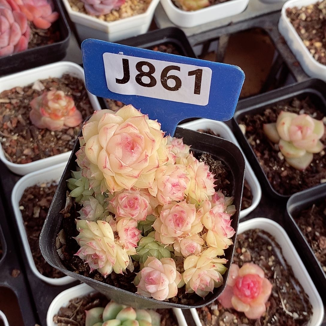 『****』麦秆7cm不包整群