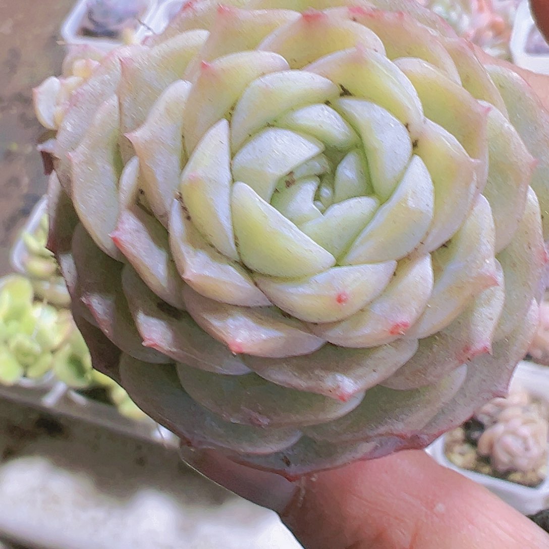 宝塔纯爱19包邮多肉