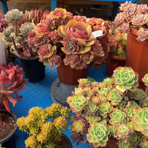 蓝*蓝1633秀妍多肉