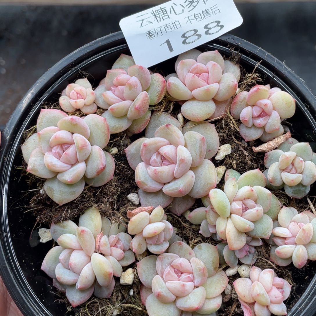 云糖心多肉植物188