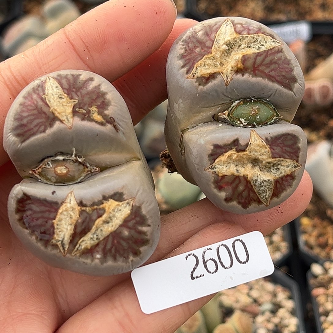 一物一拍菊母本2600两单头