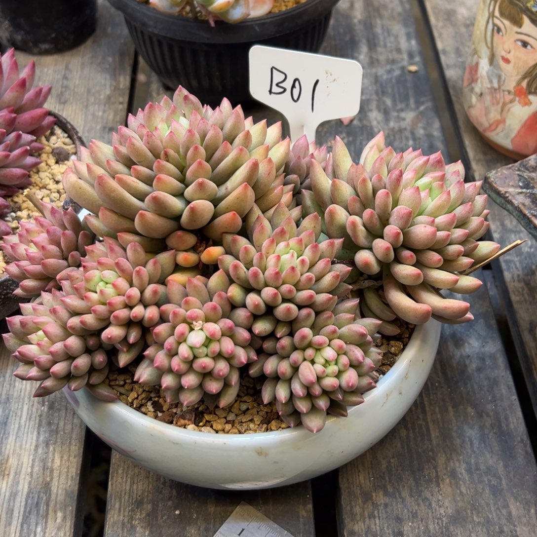 月***缺言字01号一物一拍