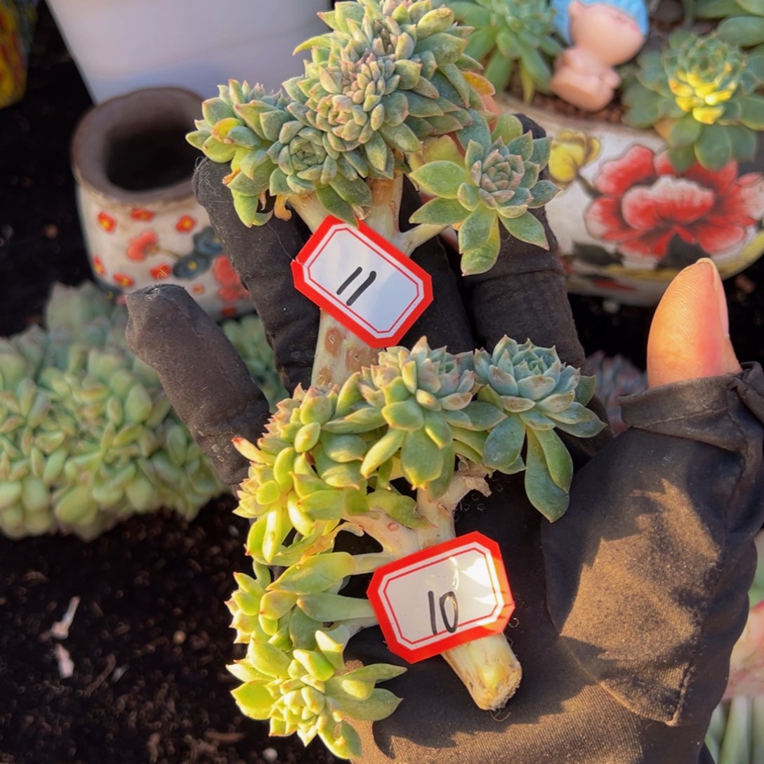 黄粉小桃花冰魄缀两颗