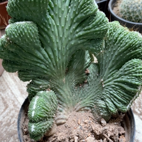 五指山仙人球12米仙人球