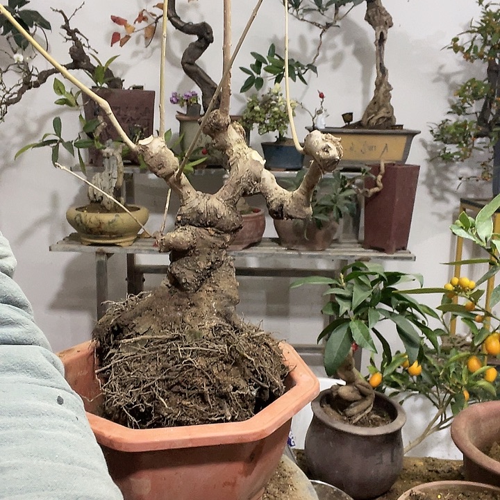 天***合完全开放流苏怪桩