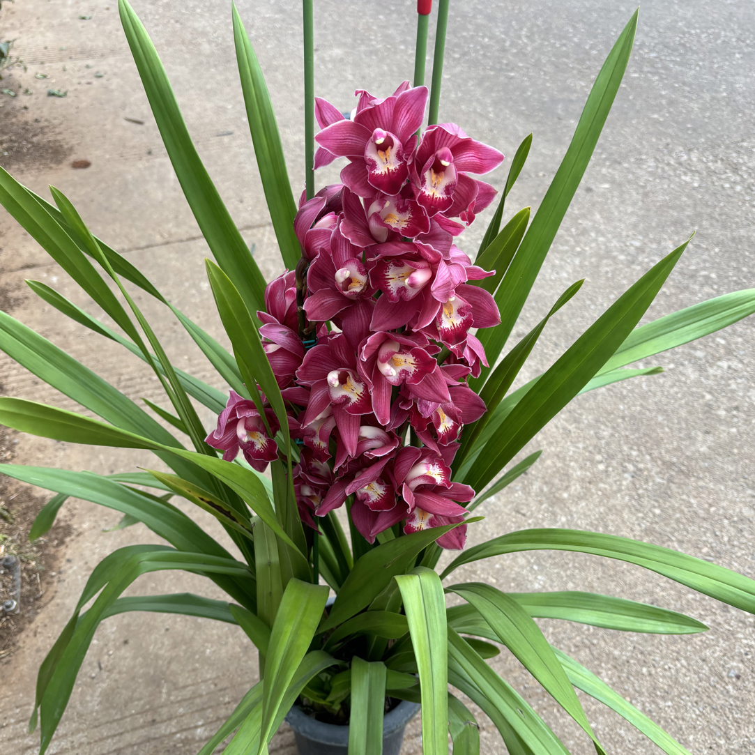 火鸟---大花蕙兰正宗兰花苗盆坏不售后·保温棉不拍冻坏不售后