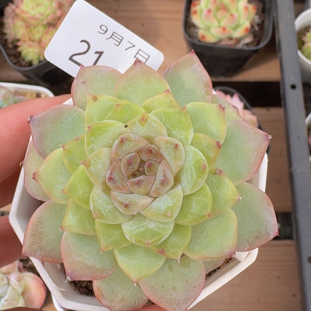 冰魄老桩一颗脱土发货