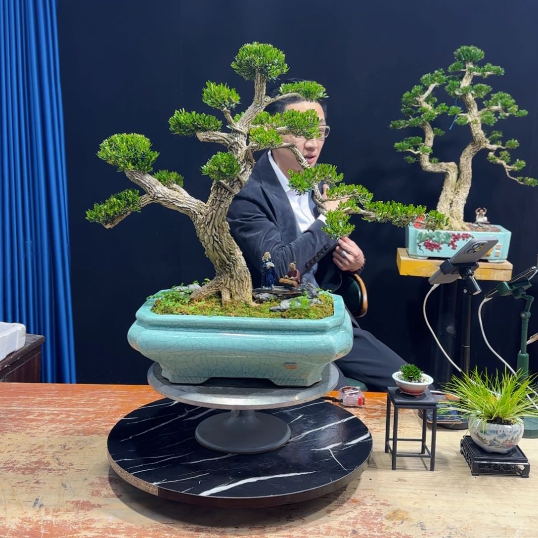 黄杨室内室外盆景艺术