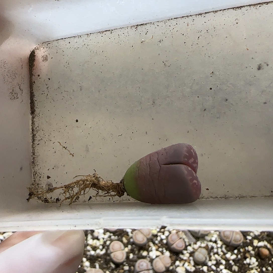 ****m11.22。花脸橄榄。8046