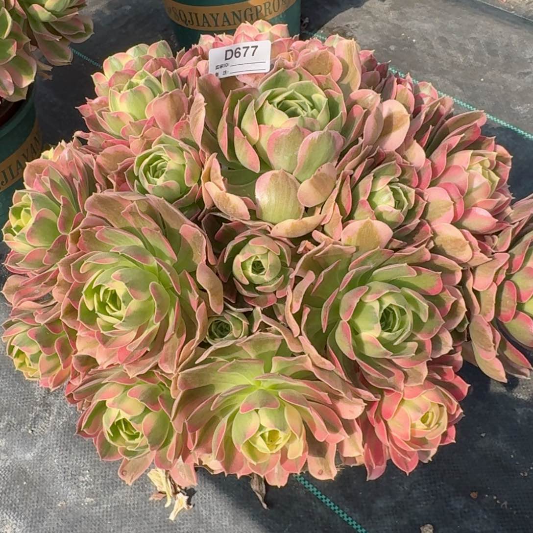 677白凤多肉植物大特价