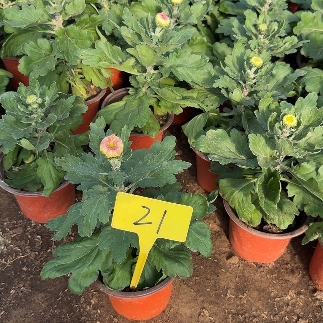 萌***妈大部分花苞少量开放21圣者